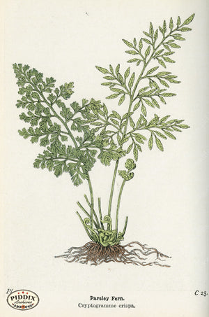 Pdxc21142 -- Ferns Parsley Fern Color Illustration