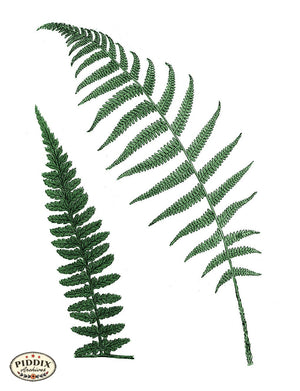 Pdxc21153 -- Fern Fronds Color Illustration