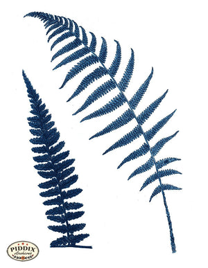 Pdxc21153B -- Fern Fronds Blue Color Illustration