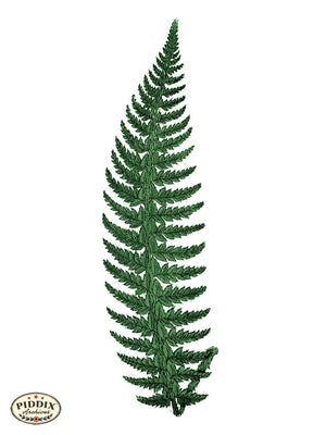 Pdxc21163 -- Fern Frond Color Illustration