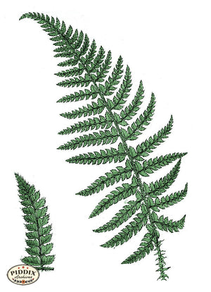 Pdxc21164 -- Fern Fronds Color Illustration