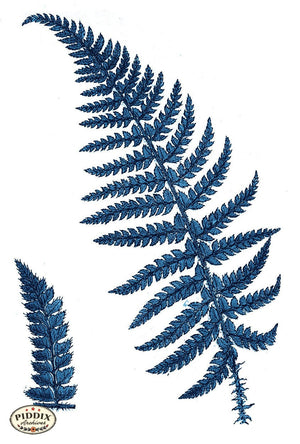 Pdxc21164B -- Fern Fronds Blue Color Illustration