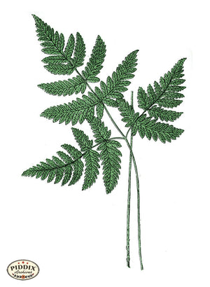 Pdxc21175 -- Fern Fronds Color Illustration