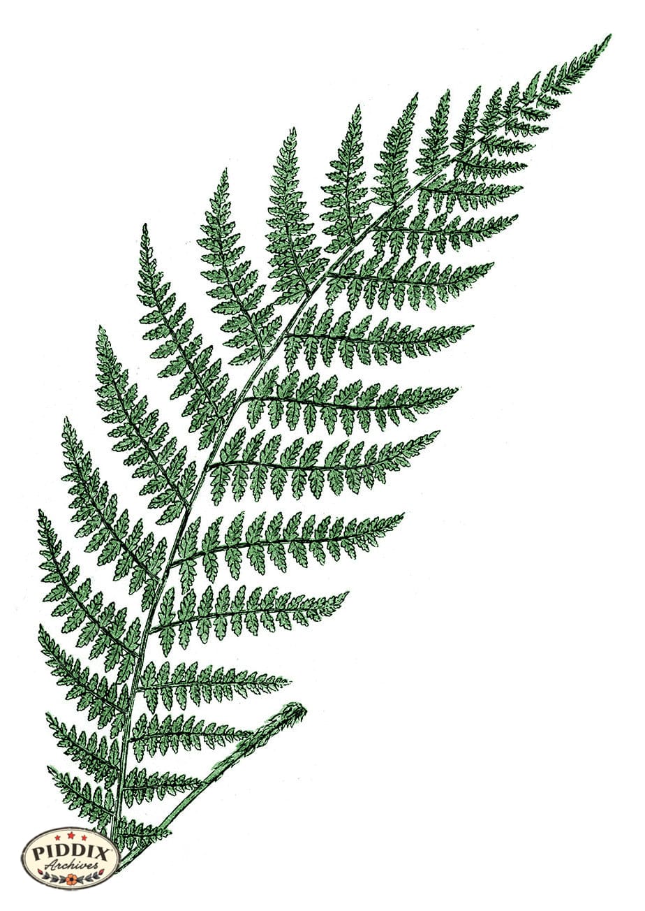 Lady Fern Drawing Lady Fern Graphics Shop
