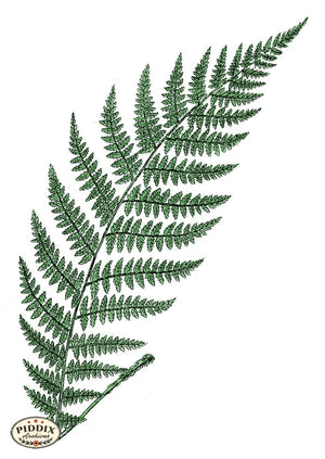 Pdxc21177 -- Fern Frond Color Illustration