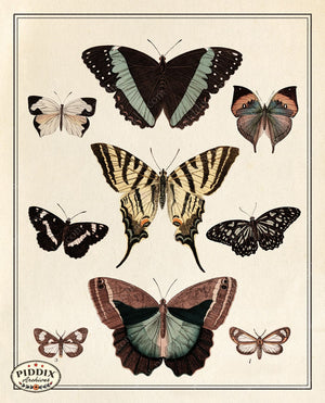 Pdxc21196 -- Butterflies & Moths Color Illustration