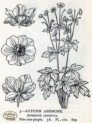 Pdxc22132 -- Flowers Black And White Engravings Color Illustration