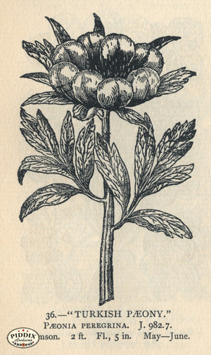 Pdxc22162 -- Flowers Black And White Engravings Color Illustration