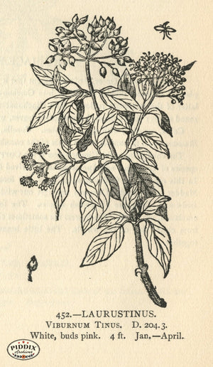 Pdxc22575 -- Flowers Black And White Engravings Color Illustration