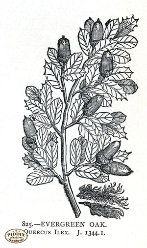 Pdxc22943 -- Flowers Black And White Engravings Color Illustration