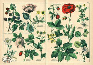 Pdxc23256 -- Flower Poster Color Illustration