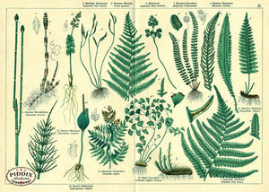 Pdxc23281 -- Ferns Botanical Color Illustration
