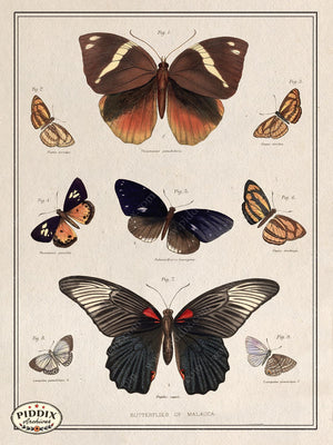 Pdxc2356 -- Butterflies Of Malacca Color Illustration