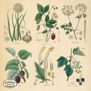 Pdxc24387 -- Flower Poster Color Illustration