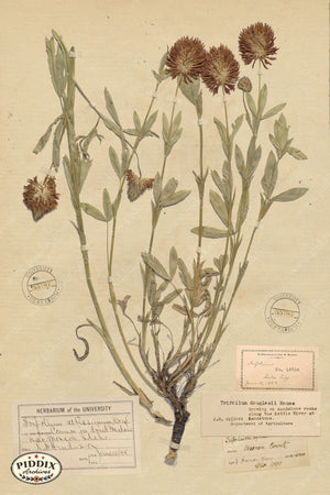 Pdxc24397B -- Pressed Flowers Color Illustration