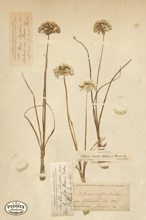 Pdxc24402B -- Pressed Flowers Allium Color Illustration