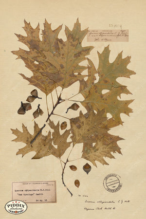 Pdxc24409B -- Pressed Flowers Oak Leaf Color Illustration