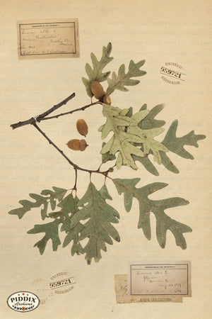 Pdxc24416B -- Pressed Flowers Oak Leaf Color Illustration