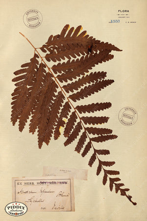 Pdxc24432B -- Pressed Flowers Leaf Color Illustration