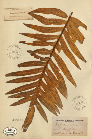 Pdxc24438B -- Pressed Flowers Leaf Color Illustration