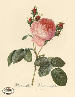 Pdxc3755 -- Roses Color Illustration