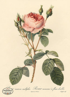Pdxc3756 -- Roses Color Illustration