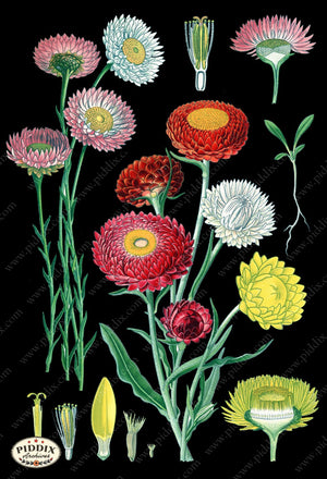 Pdxc3986B -- Original Flower Collages Zinnias Collage