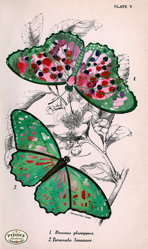 Pdxc4342D -- Pink And Green Butterflies Watercolor Color Illustration