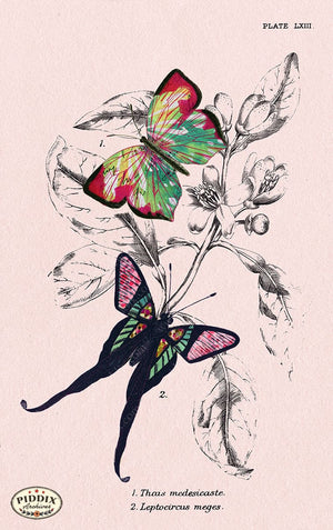 Pdxc4407D -- Multicolored Butterflies Watercolor Color Illustration