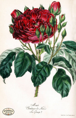 Pdxc5235 -- Roses Color Illustration