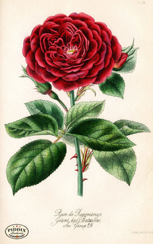Pdxc5244 -- Roses Color Illustration