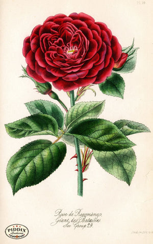 Pdxc5244 -- Roses Color Illustration