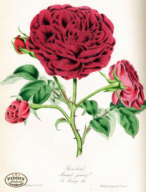 Pdxc5248 -- Roses Color Illustration