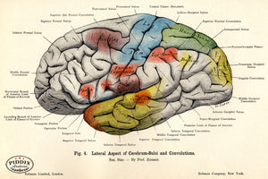 Pdxc7197 -- Human Anatomy Brain Color Illustration