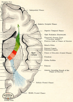 Pdxc7198 -- Human Anatomy Brain Color Illustration