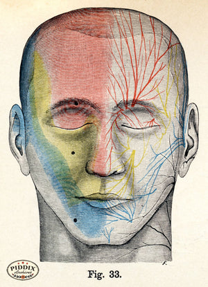 Pdxc7201 -- Human Anatomy Face Blood Vessels Color Illustration