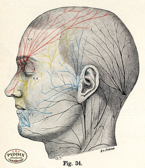 Pdxc7202 -- Human Anatomy Face & Head Blood Vessels Color Illustration