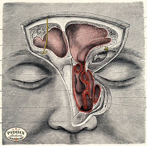 Pdxc7204 -- Human Anatomy Sinuses Color Illustration