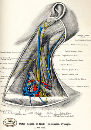 Pdxc7206 -- Human Anatomy Neck Color Illustration