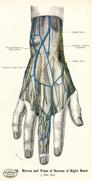 Pdxc7207 -- Human Anatomy Right Hand Color Illustration