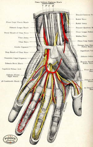 Pdxc7208 -- Human Anatomy Hand Color Illustration