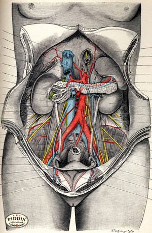 Pdxc7212 -- Human Anatomy Female Organs Color Illustration