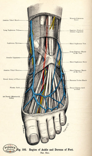 Pdxc7213 -- Human Anatomy Ankle And Foot Color Illustration