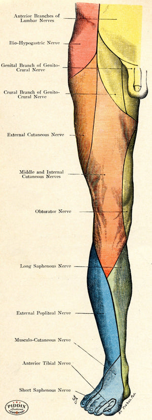 Pdxc7214 -- Human Anatomy Male Leg Nerves Color Illustration