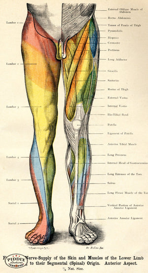 Pdxc7215 -- Human Anatomy Male Lower Limb Anterior Color Illustration