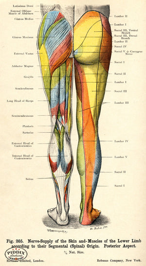 Pdxc7216 -- Human Anatomy Male Lower Limb Posterior Color Illustration