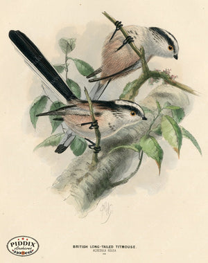 PDXC1220 -- Birds