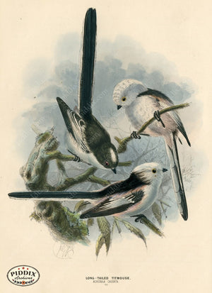 PDXC1221 -- Birds