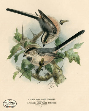 PDXC1222 -- Birds