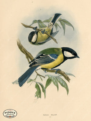 PDXC1223 -- Birds